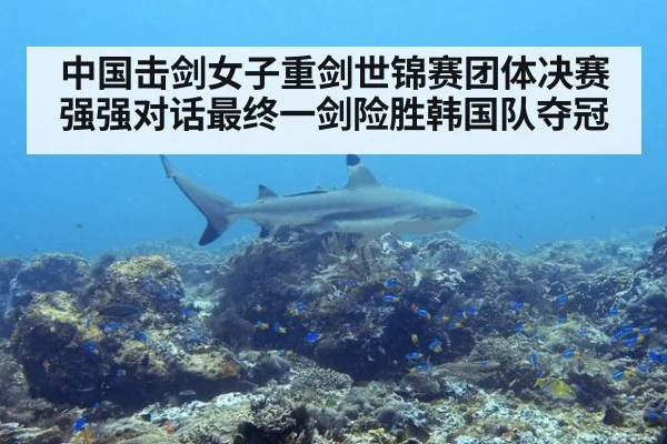 中国击剑女子重剑世锦赛团体决赛强强对话最终一剑险胜韩国队夺冠